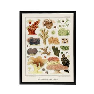 Artery8 Great Barrier Reef Corals Illustration Kent Framed Canvas Wall Art in White | Size: W24 x H32