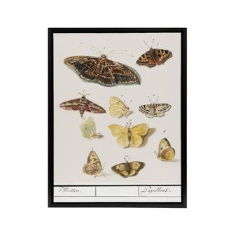 Artery8 Butterflies & moths Anselmus de Boodt Framed Canvas Wall Art Print in White | Size: W24 x H32
