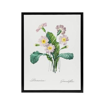 Artery8 Primrose Floral Illustration Redoute Black Framed Canvas Wall Art in White | Size: W24 x H32