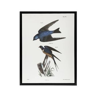 Artery8 James De Kay White Bellied & Barn Swallow Framed Canvas Art Print | Size: W24 x H32