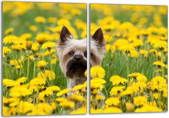 OEM Placa Protectora De Vidrio Para Estufa 2x40x52 Perro