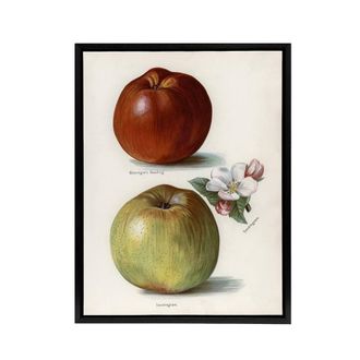 Artery8 Gascoignes Seedling Sandringham Apples Wright Framed Canvas Wall Art in White | Size: W24 x H32