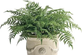 Frontgate Outdoor Fern Urn Filler - Frontgate