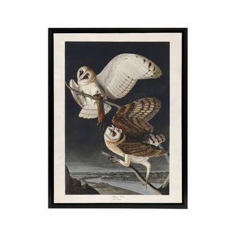 Artery8 Birds of America Barn Owl Audubon Nature Black Framed Canvas Wall Art in Grey | Size: W24 x H32