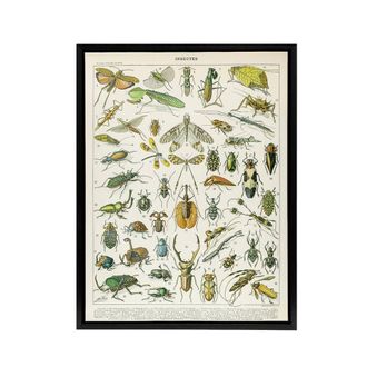 Artery8 Millot Encyclopedia Page Beetles Insects Framed Canvas Wall Art Print | Size: W24 x H32