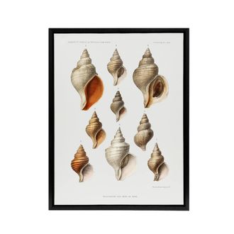 Artery8 Northern Sea Molluscs Species Albert I Framed Canvas Wall Art Print in White | Size: W24 x H32