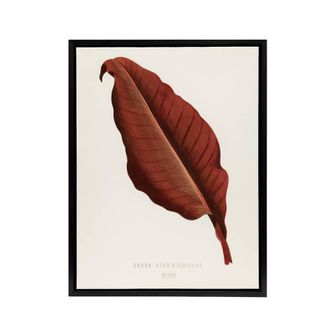 Artery8 Canna Botany Red Leaf Shirley Hibberd Vintage Framed Canvas Wall Art in White | Size: W24 x H32