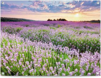 Reinders Poster »Lavender Field«