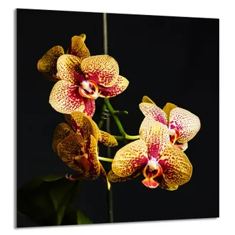 OEM Pannello In Vetro Per Cucina 60x65 Orchidea