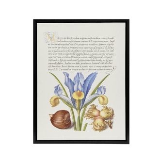 Artery8 Iris Flower & Hazelnut Calligraphy Framed Canvas Wall Art Print in White | Size: W24 x H32