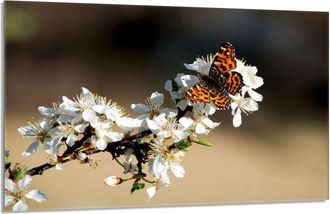 OEM Placa Protectora De Vidrio Para Estufa 80x52 Ciruela