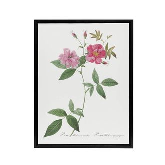 Artery8 Hudson Rosehip Botanical Redoute Vintage Black Framed Canvas Wall Art in White | Size: W24 x H32