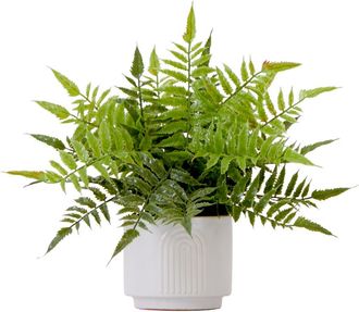 Nearly Natural 13-in Artificial Boston Fern Plant with Decorative Planter in Green at Nordstrom