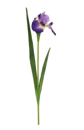 Mark Roberts Iris, Set of 12 in Dark Purple at Nordstrom