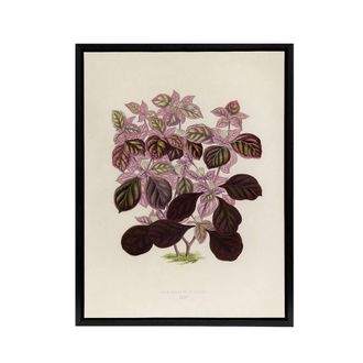 Artery8 Joyweed Plant Vintage Botanical Artwork Fawcett Framed Canvas Wall Art in Beige | Size: W24 x H32