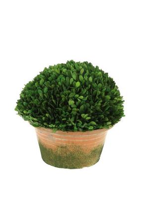 Mark Roberts Boxwood Topiary in Pot in Green at Nordstrom