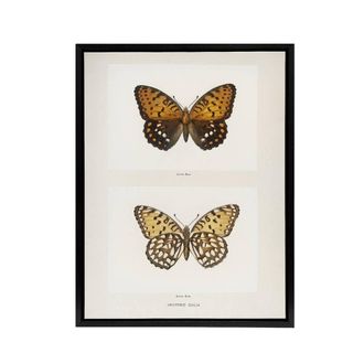 Artery8 Regal Fritillary Butterfly Sherman Denton Framed Canvas Wall Art Print in White | Size: W24 x H32