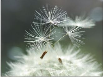 Artland Wandbild »Pusteblume Facility« 1 Stk. tlg. als Alubild, Outdoorbild, Leinwandbild, Poster, Wandaufkleber