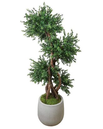Creative Displays Inc. Boxwood Tree In Fiberstone Pot