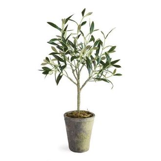 Napa Home & Garden Olive Tree Potted 17 in Green at Nordstrom