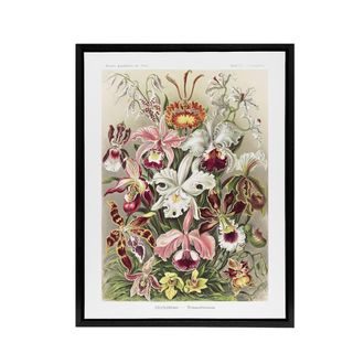 Artery8 Orchid Flower Colourful Varieties Haeckel Black Framed Canvas Wall Art | Size: W24 x H32