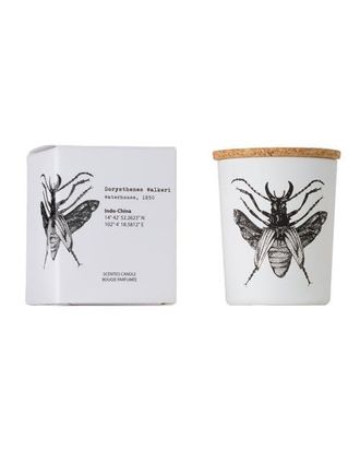 Vila Hermanos Insect Candle In Jar 2.65 Ounce in Dorysthenes Walkeri at Nordstrom