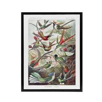 Artery8 Kolibri Birds Hummingbird Species Haeckel Black Framed Canvas Wall Art | Size: W24 x H32