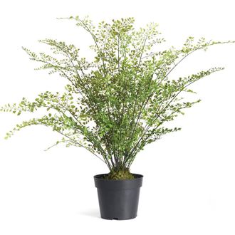 Napa Home & Garden Maidenhair Drop-In 30 in Green at Nordstrom