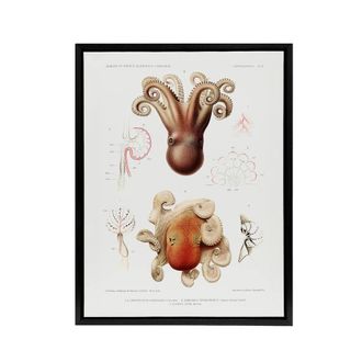 Artery8 Octopus Marine Life Study Albert I Framed Canvas Wall Art Print in White | Size: W24 x H32