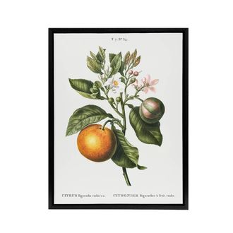 Artery8 Bitter Orange Botanical Redoute Vintage Black Framed Canvas Wall Art in White | Size: W24 x H32