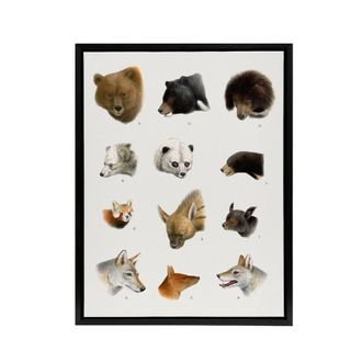 Artery8 Small & Large Animals Vintage Artwork Lydekker Framed Canvas Art in White | Size: W24 x H32