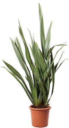 Kentis Kentis - Phormium Tenax - Pianta Ornamentale Vera da Esterno - h 80/100 cm Vaso &oslash; 24 cm