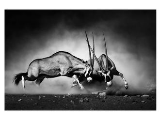 Schubiger M&ouml;bel Digitaldruck auf Acrylglas 2 K&auml;mpfende Oryx