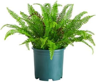 Nearly Natural 23-in UV Resistant Artificial Real Touch Boston Fern Plant in Green at Nordstrom