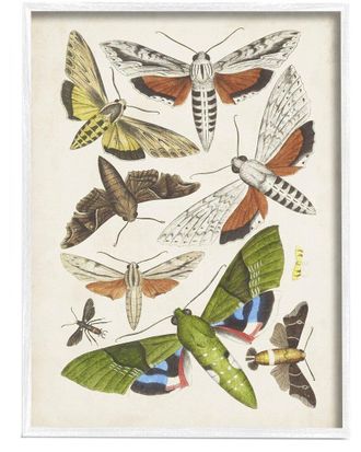 Stupell Industries Mixed Insects Moth Latin Studies By World Art Group Wall Art