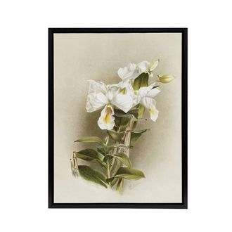 Artery8 Frederick Sander Dendrobium Formosum Orchid Flowers Framed Canvas Art | Size: W24 x H32