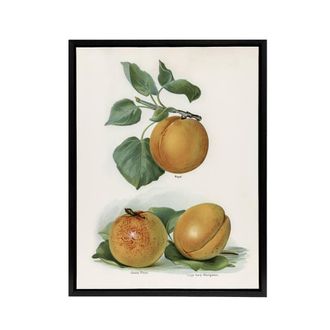 Artery8 Vintage Fruit Illustration of Apricots Wright Framed Canvas Wall Art in White | Size: W24 x H32