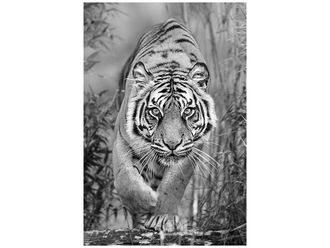 Schubiger M&ouml;bel Digitaldruck auf Glas Tiger Auf Der Jagd