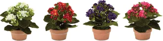 Melrose International Assorted Kalanchoe Flower in Terra Cotta (Set of 4) - Multicolor