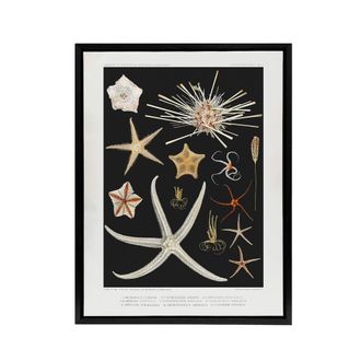 Artery8 Varieties of Marine Life Starfish Albert I Framed Canvas Wall Art in Black | Size: W24 x H32