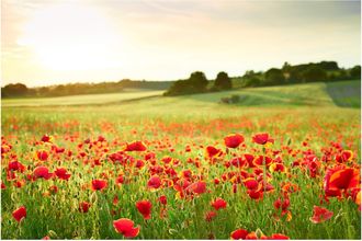 Schubiger M&ouml;bel Digitaldruck auf Acrylglas Mohnwiese 2