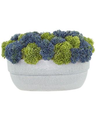 Creative Displays Inc. Assorted Sedum In Ceramic Pot