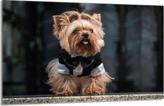 OEM Placa Protectora De Cristal Para La Estufa 80x52 Perro