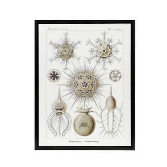 Artery8 Phaeodaria Amoeba Haeckel Botanical Black Framed Canvas Wall Art in White | Size: W24 x H32