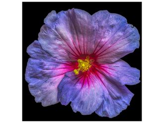 Schubiger M&ouml;bel Digitaldruck auf Glas Hibiskusbl&uuml;te in Blau und Rosa