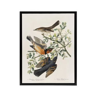 Artery8 Mountain Mocking Bird & Thrush Audubon Nature Framed Canvas Wall Art in White | Size: W24 x H32