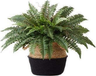 Nearly Natural 23-in Artificial Boston Fern Plant with Handmade Jute & Cotton Basket DIY KIT in Green at Nordstrom