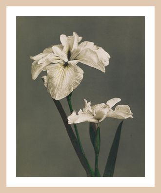 Queence Bild mit Rahmen »Gwendolin« Premium Rahmenbild