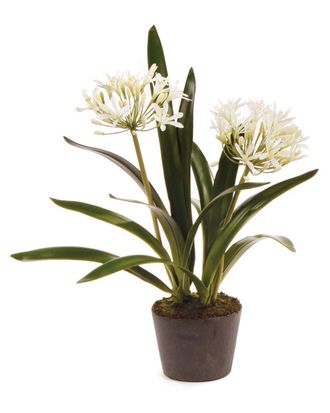 Napa Home & Garden 23In Agapanthus Drop-In Planter