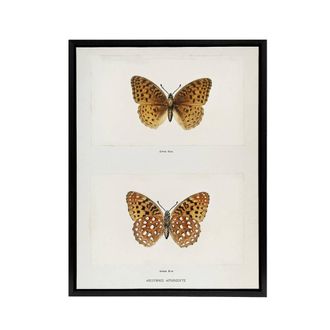 Artery8 Aphrodite Fritillary Butterfly Denton Framed Canvas Wall Art Print in White | Size: W24 x H32